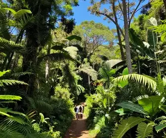 Descubra a Floresta Nacional de Brasília: Trilhas e Dicas de Acesso Descubra a Floresta Nacional de Brasília: Trilhas e Dicas de Acesso